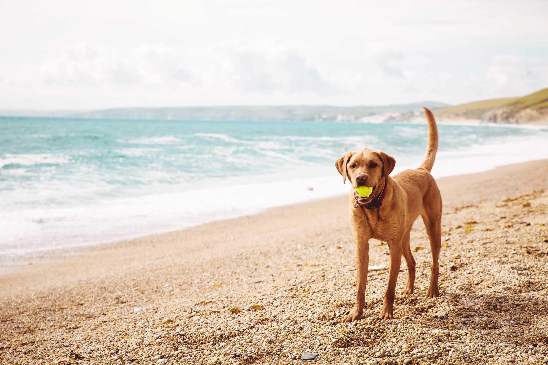36+ Coastal Cottages Cornwall Dog Friendly Pictures