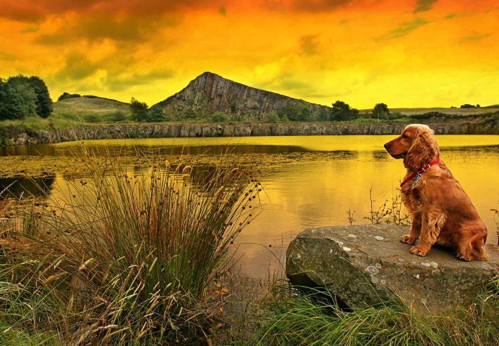 Dog Friendly Lodges UK 500+ Luxury Log Cabin Holidays