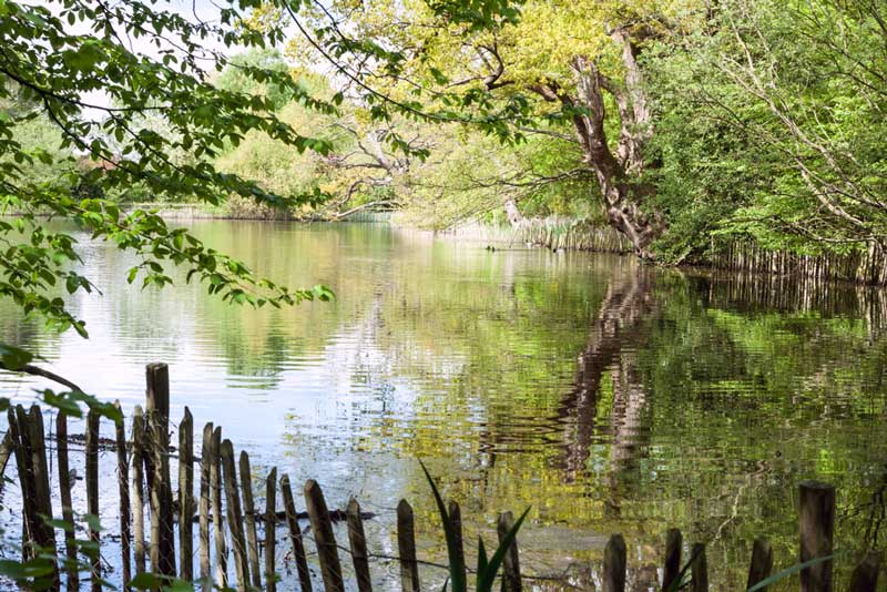 14 Best Dog Walks in Essex for You to Explore