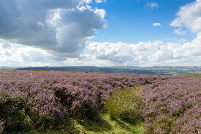 The Best Dog Walks in Derbyshire for You to Explore