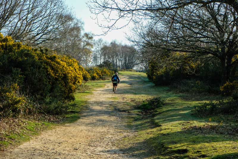 14 Best Dog Walks in Surrey for You to Explore