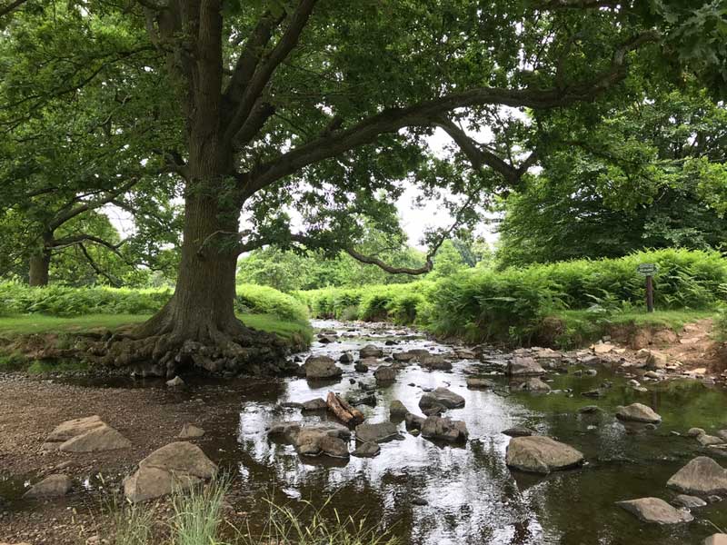 14 Best Dog Walks in Leicestershire for You to Explore