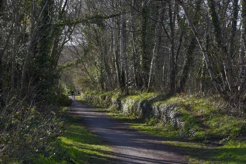 14 Best Dog Walks in Cheshire for You to Explore