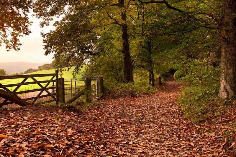 14 Best Dog Walks in Surrey for You to Explore