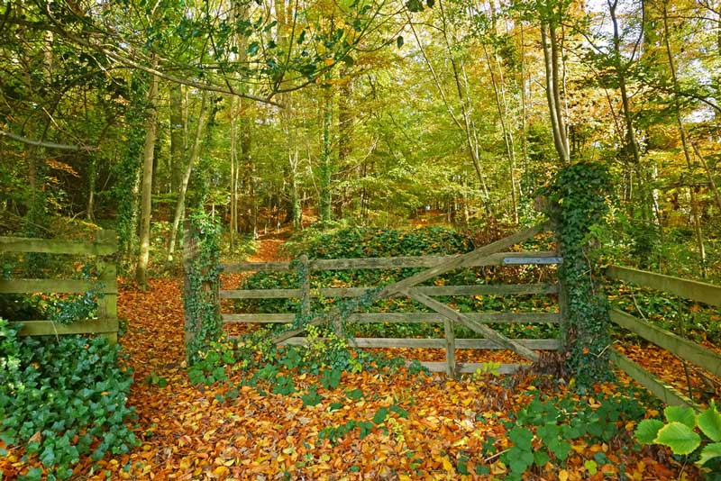 The Best Dog Walks in Gloucestershire for You to Explore