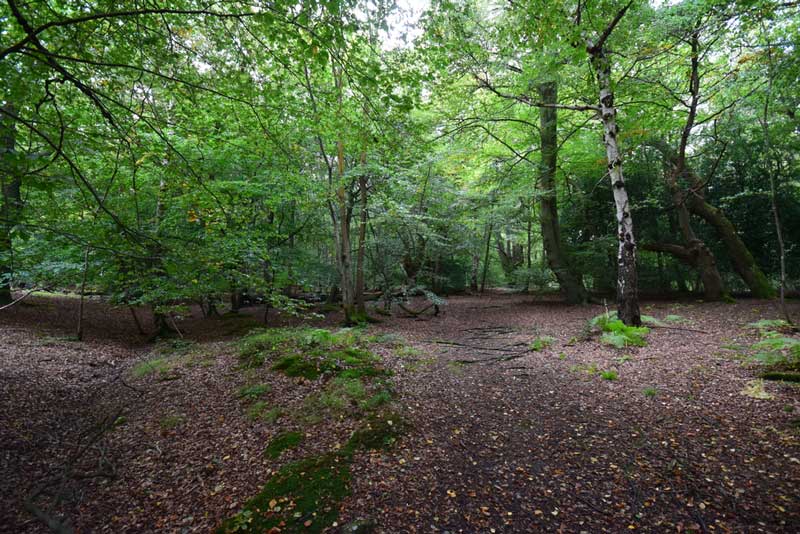 14 Best Dog Walks in Essex for You to Explore