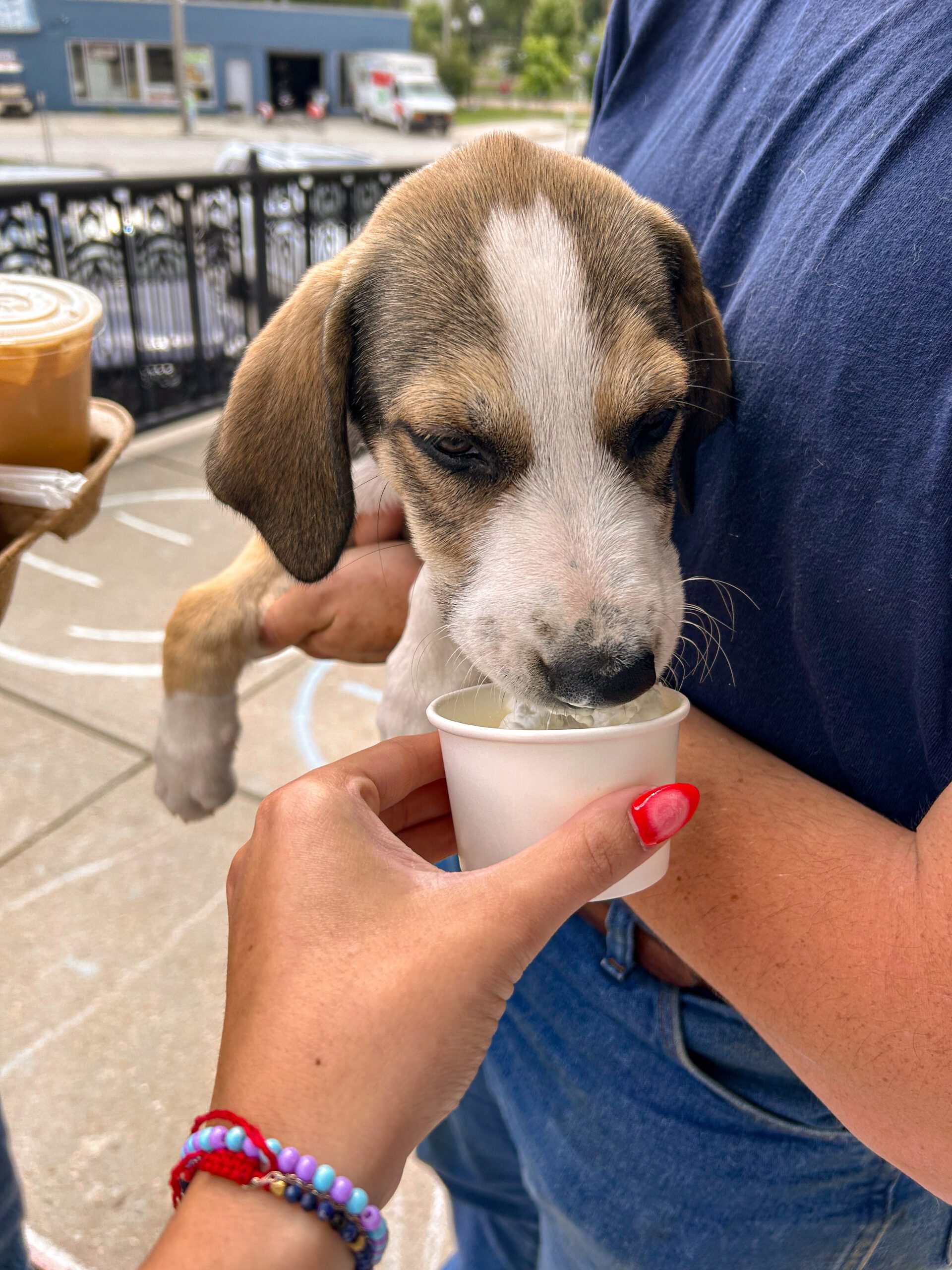 DogFriendly Coffee Shops in Omaha, NE Dog Friendly Omaha