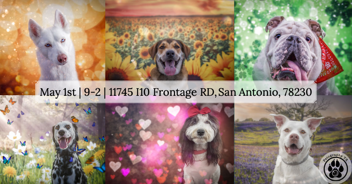 San Antonio Christmas 2023 Pet Friendly Events Events For July 29, 2023 – March 25, 2023 – Page 3 – The Dog Guide San Antonio