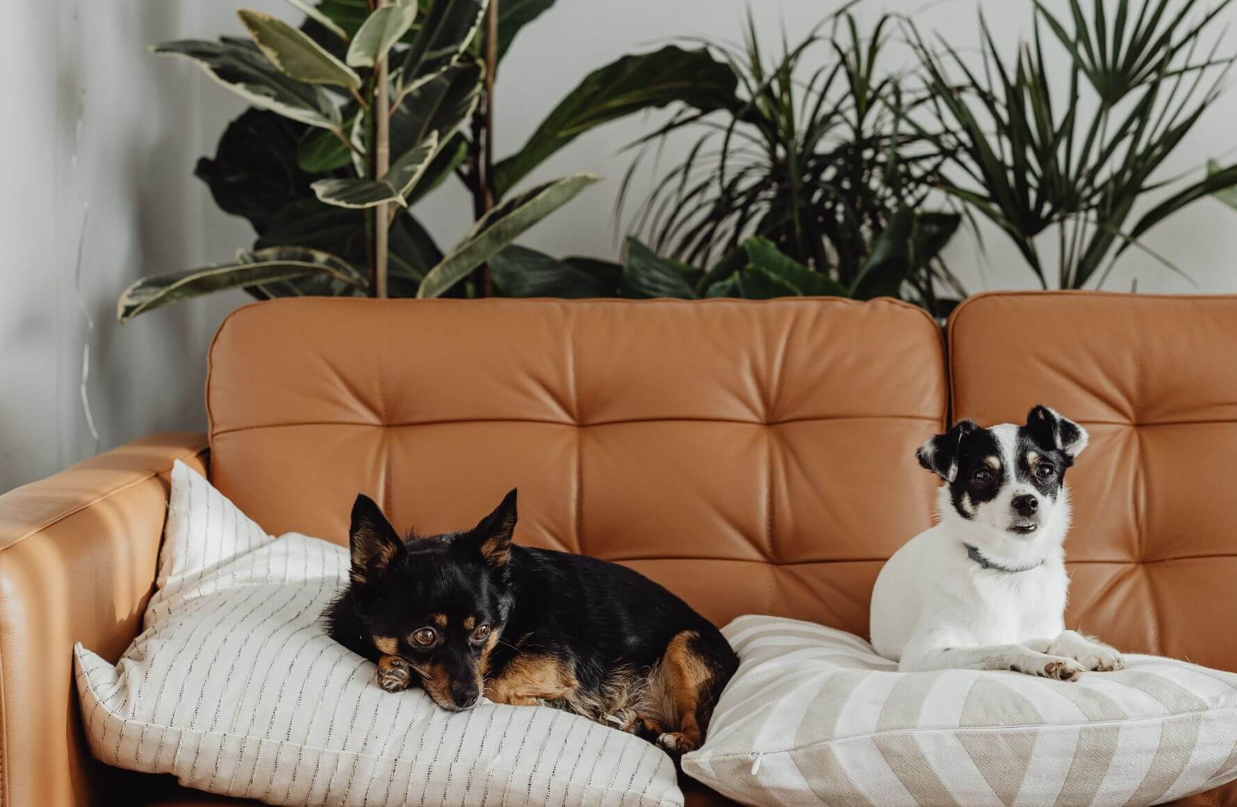32 Houseplants That Are Safe for Dogs (And 10 to Avoid!) The