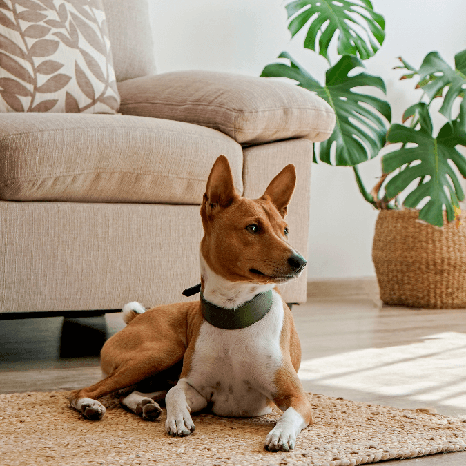 28 Best Dog Breeds for Hot Weather Months in San Antonio The Dog