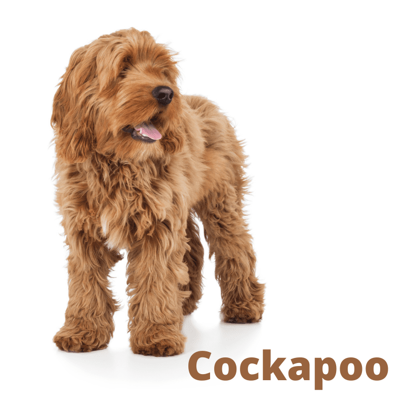 Are Cockapoos Hyper? (New Owners Guide) Dog Friendly Scene