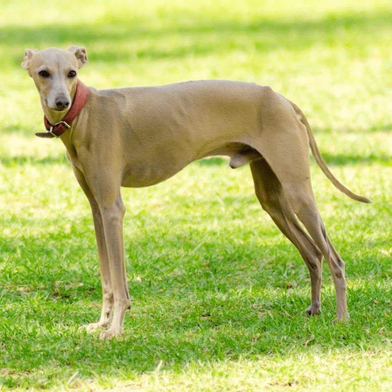 10 Best Looking Dog Breeds (Heads Will Turn) Dog Friendly Scene