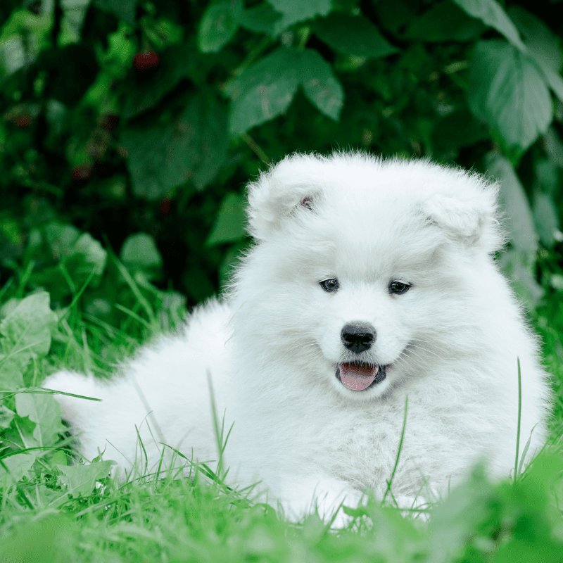 10 Best Looking Dog Breeds (Heads Will Turn) Dog Friendly Scene