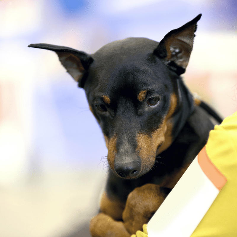 Are Doberman Good Family Dogs