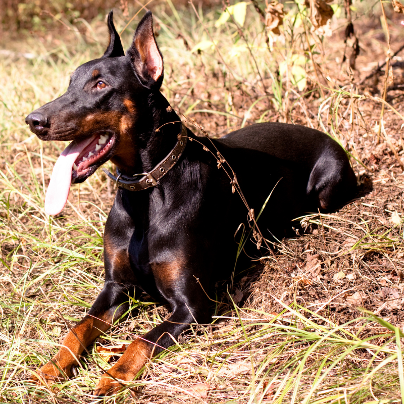 Dobermann Dog Breed Information (Doberman Pinscher) Dog Friendly Scene