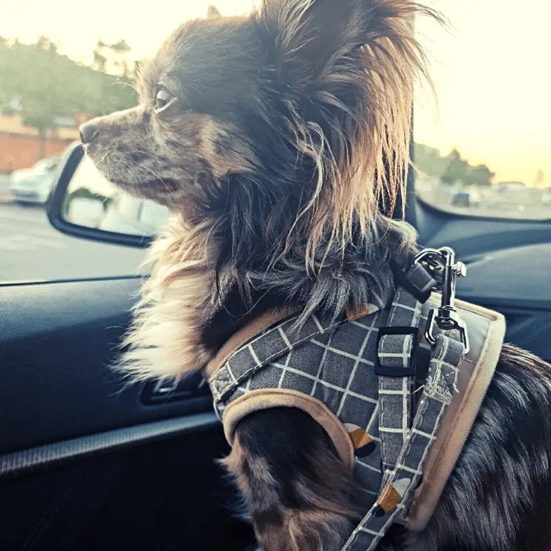 Why Is My Dog Shaking And Acting Weird? - Dog Friendly Scene