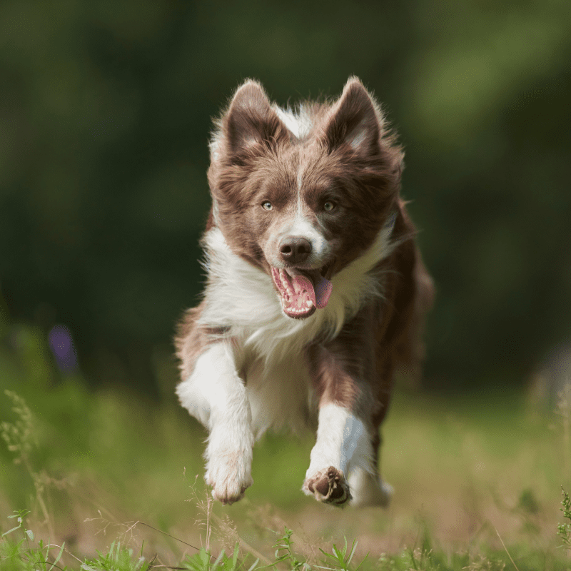 Should I get a Border Collie? (Beginner's Guide) Dog Friendly Scene