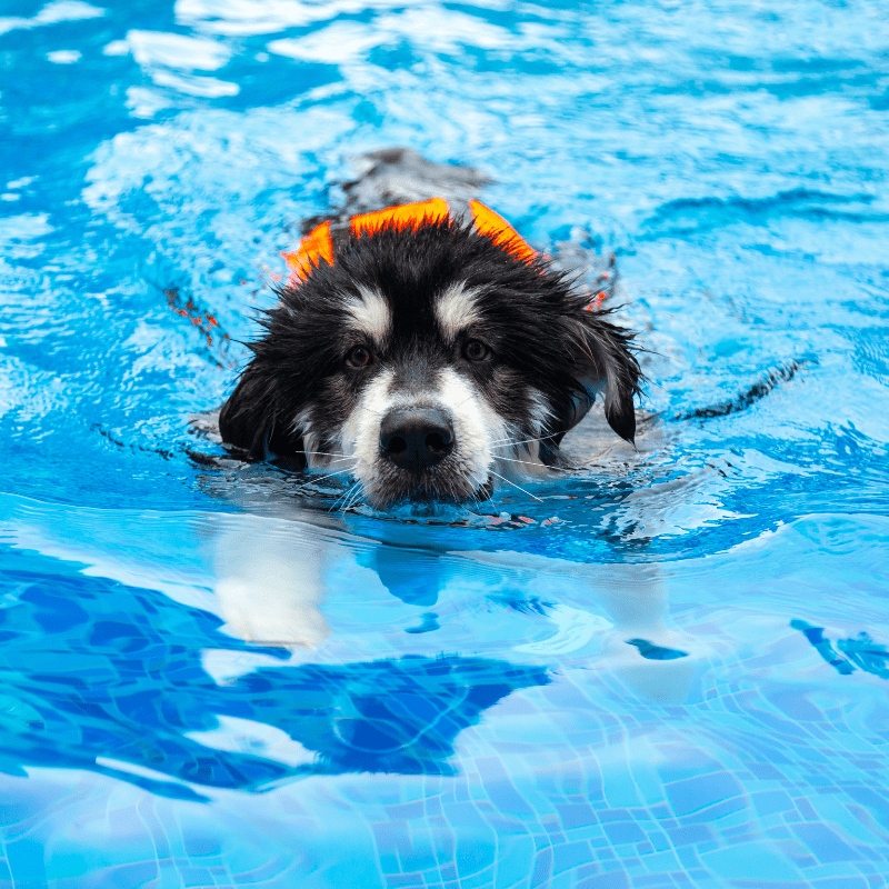 Can All Dogs Swim Naturally? (Physical Appearance Effects Swimming