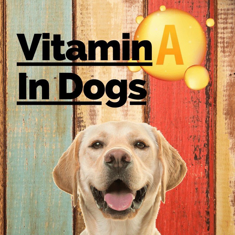 Can Dogs Have Vitamin Deficiency