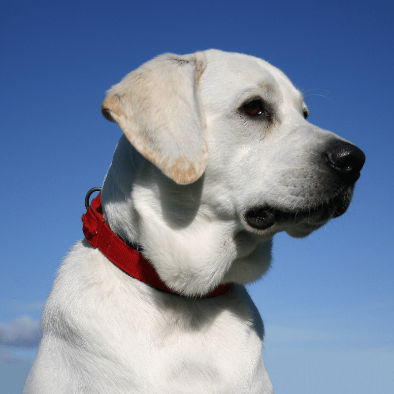 The Top 5 Dog Breeds Most Prone to Arthritis Dog Friendly Scene