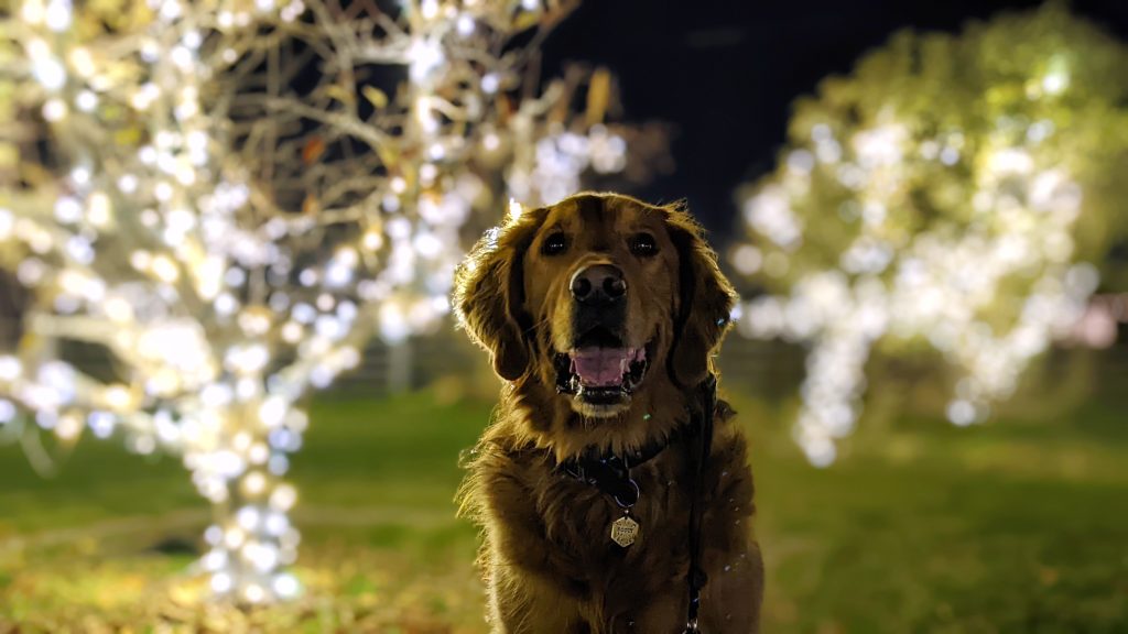 Best Dog Friendly Holiday Light Displays Around Salt Lake City Dog