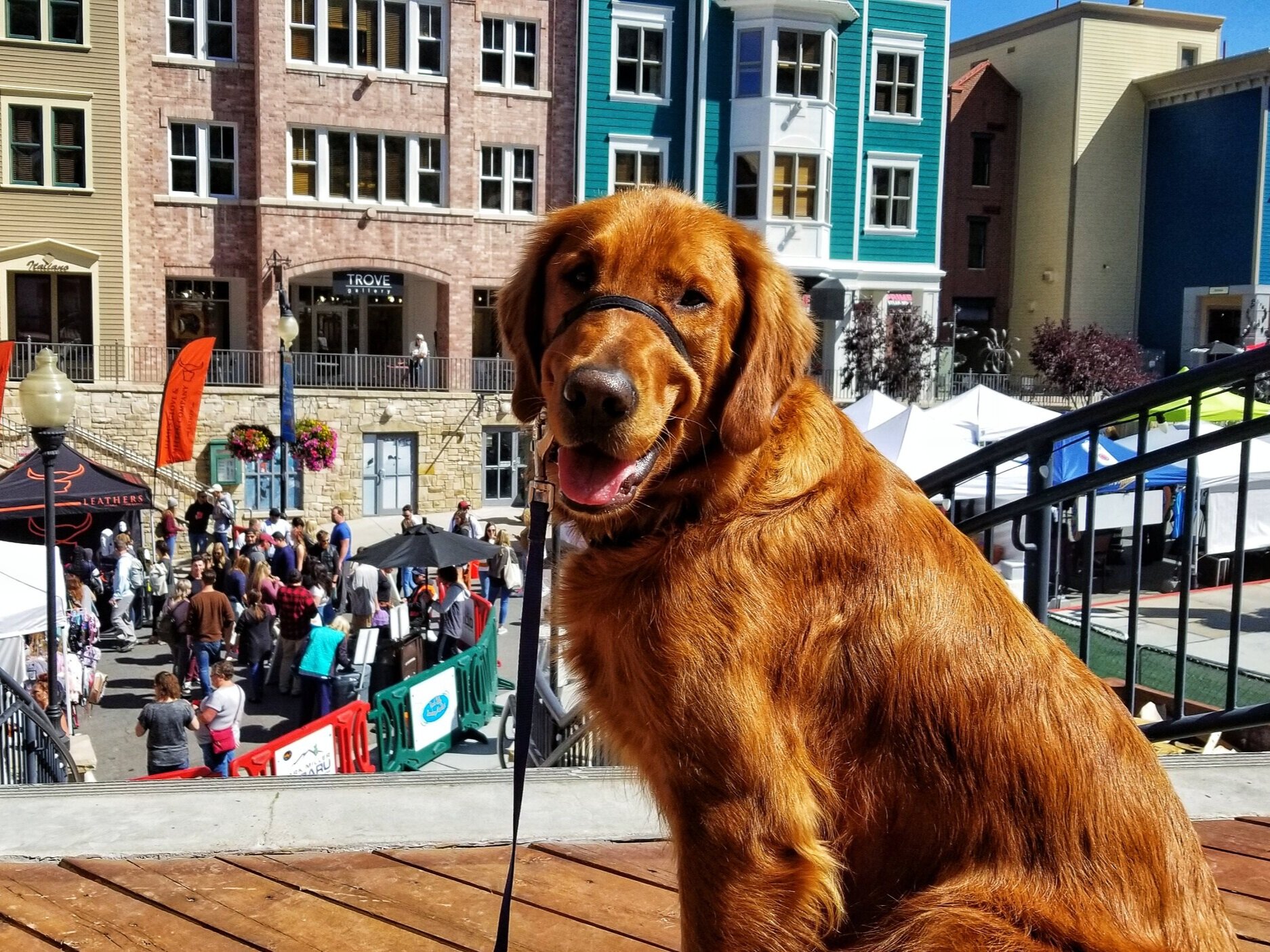 10 Summer Activities to do With Your Dog in Salt Lake City Dog