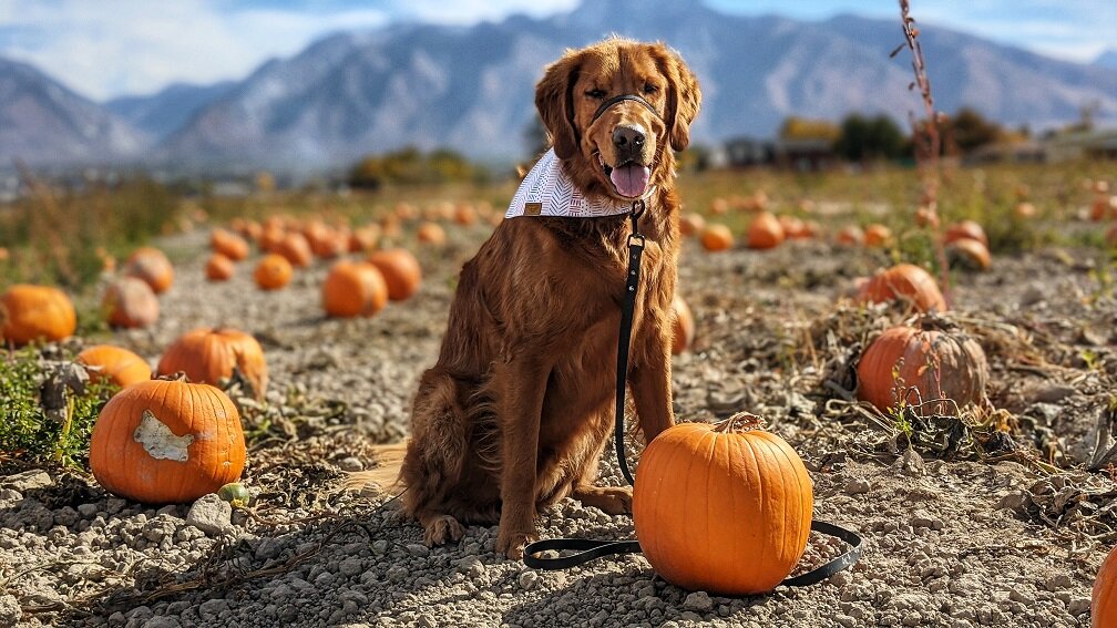 Are Dogs Allowed At The Pumpkin Patch