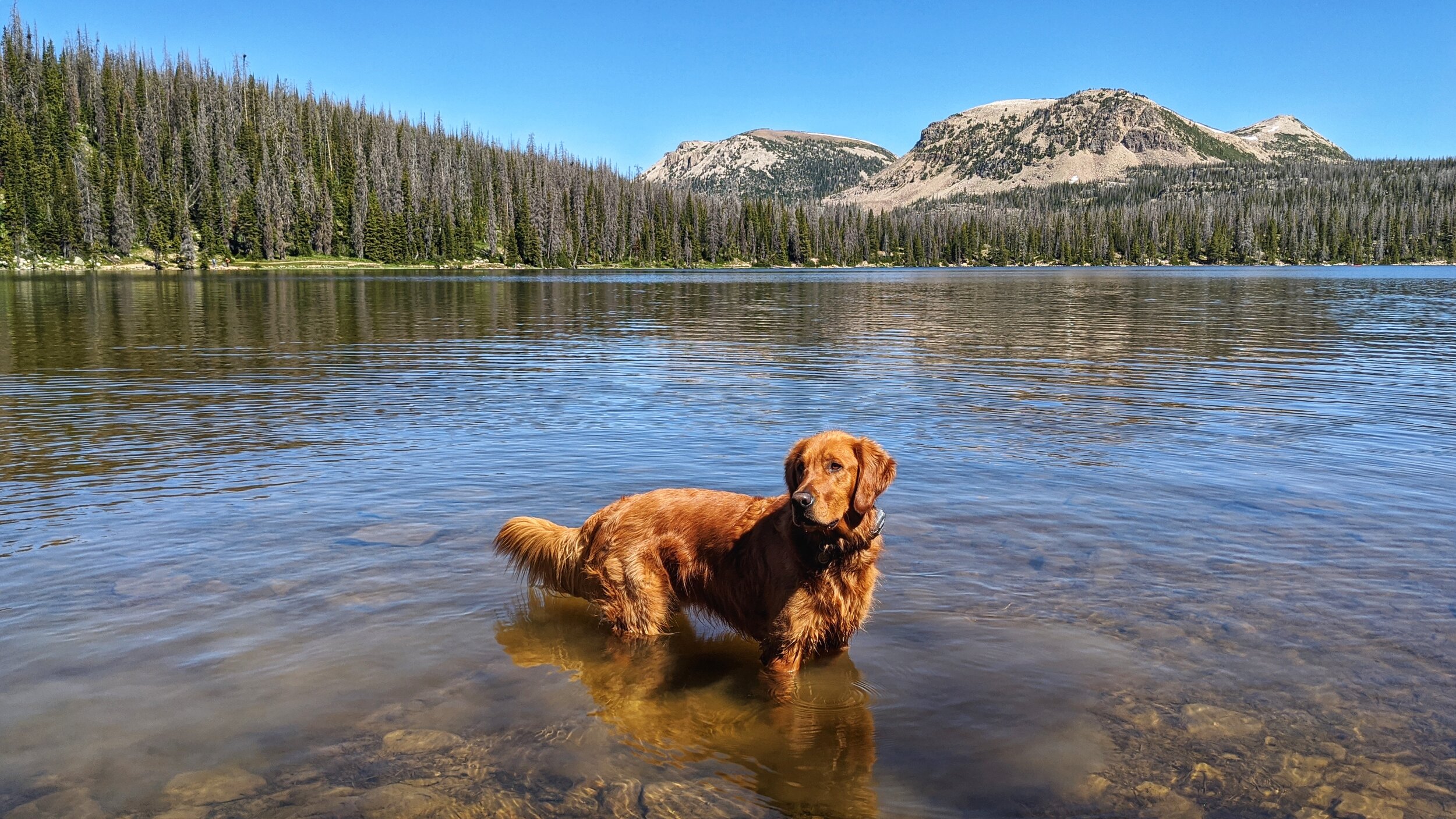 Dog Friendly Lakes And Reservoirs Near Salt Lake City Dog Friendly SLC