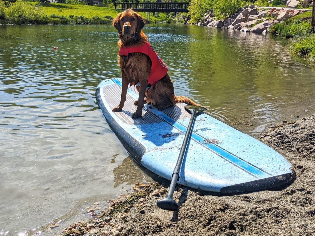 SUP With Your Pup StandUp Paddle Boarding With Your Dog Near Salt Lake