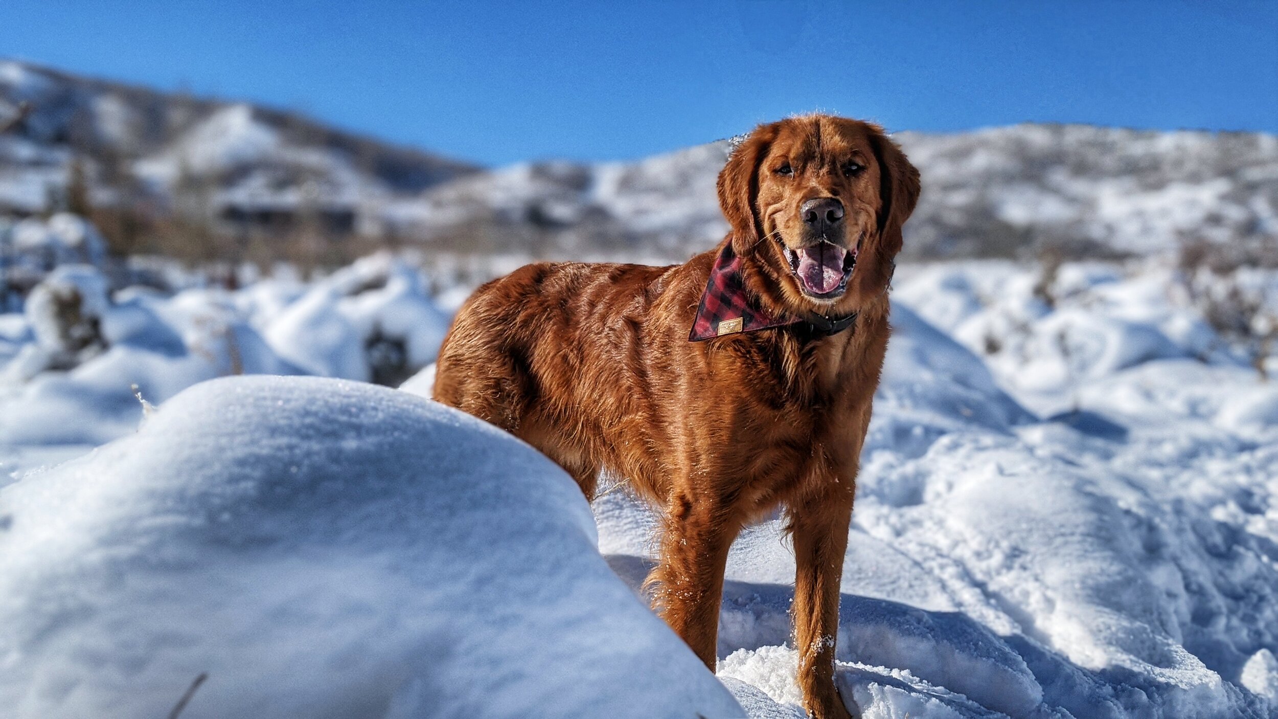 Park City Dog Parks Dog Friendly SLC