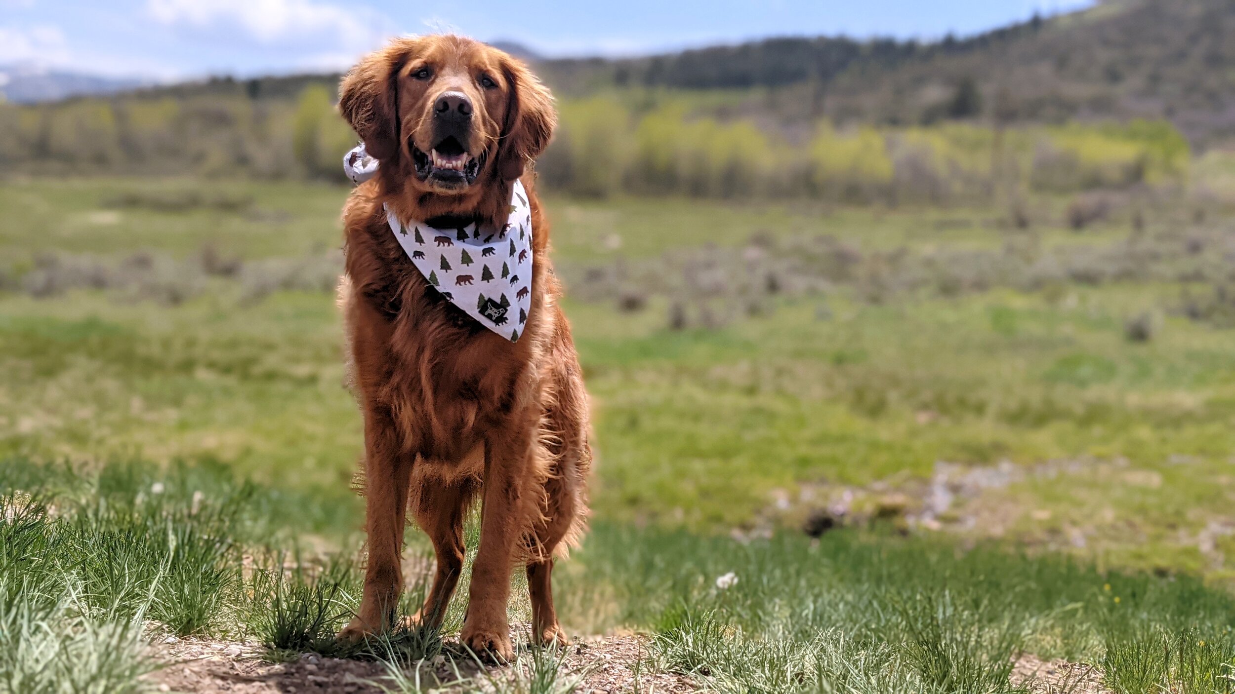 Park City Dog Parks Dog Friendly SLC