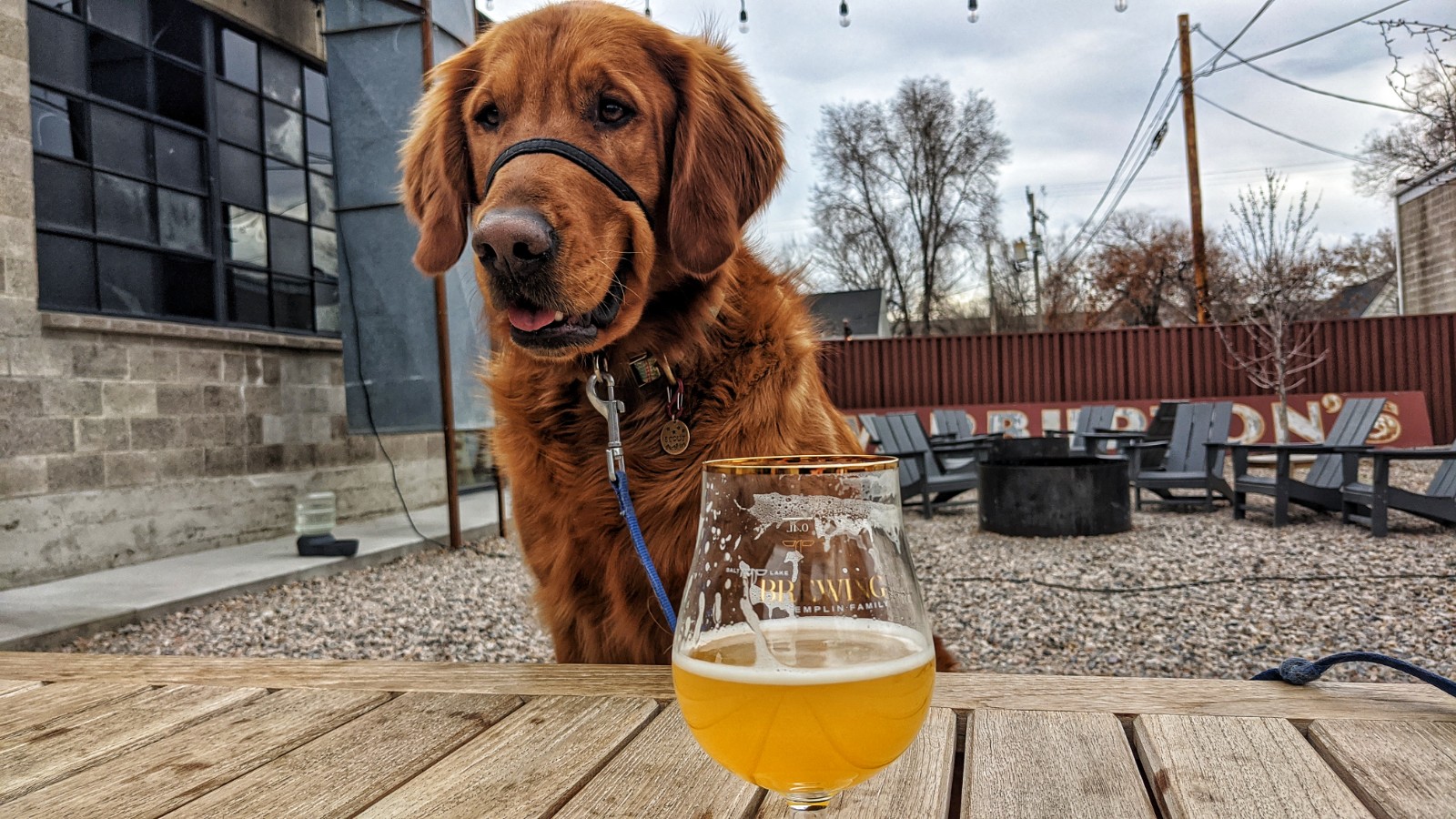 Dog Friendly Breweries Around Salt Lake City Dog Friendly SLC