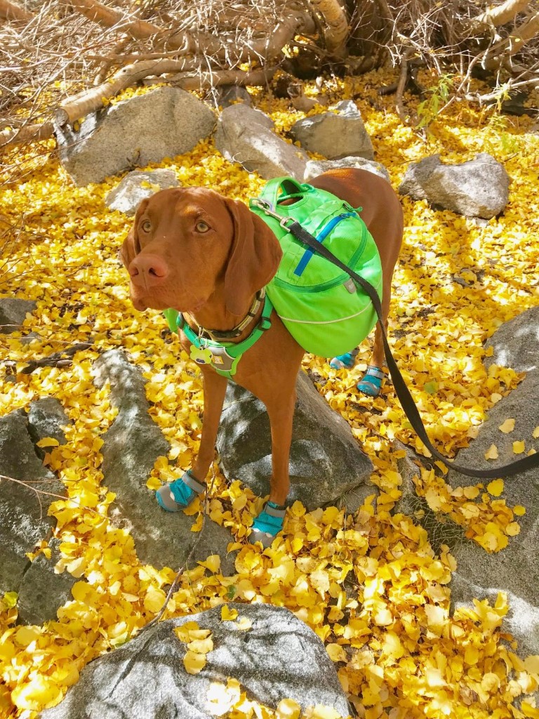 Brainerd LakeFinger Lake via Big Pine Creek South Fork Trail Dog