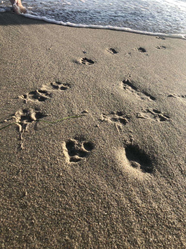 Treasure Island Beach Dog Friendly SoCal