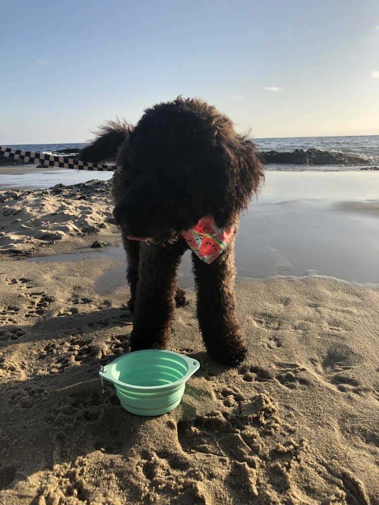 Treasure Island Beach Dog Friendly SoCal