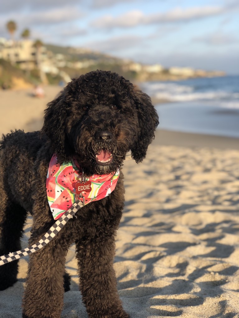 Treasure Island Beach Dog Friendly SoCal