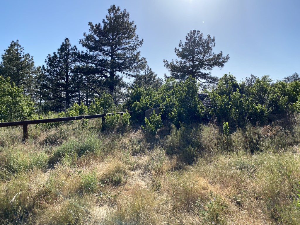 Kitchen Creek Camping Dog Friendly SoCal