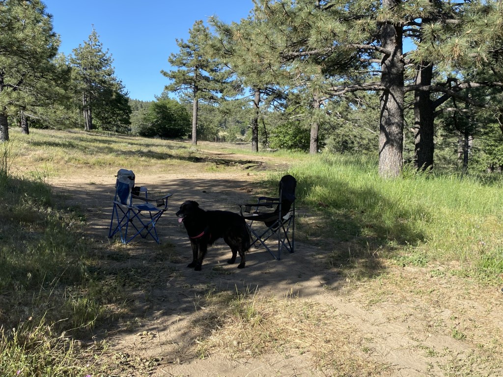 Kitchen Creek Camping Dog Friendly SoCal