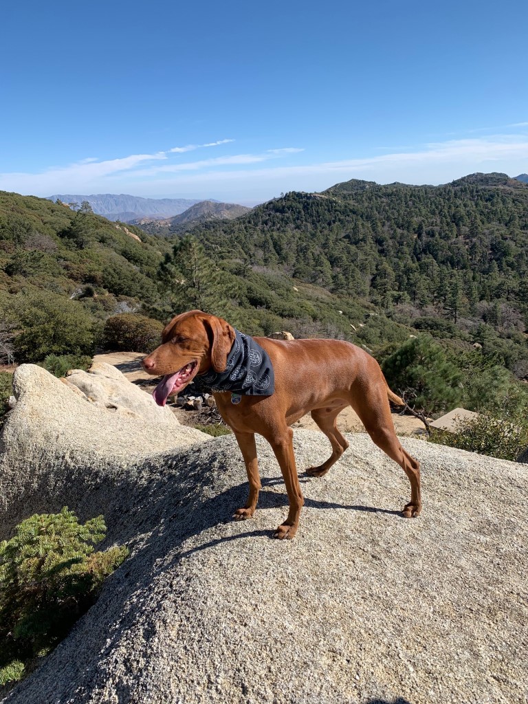 Hot Springs Mountain Dog Friendly SoCal