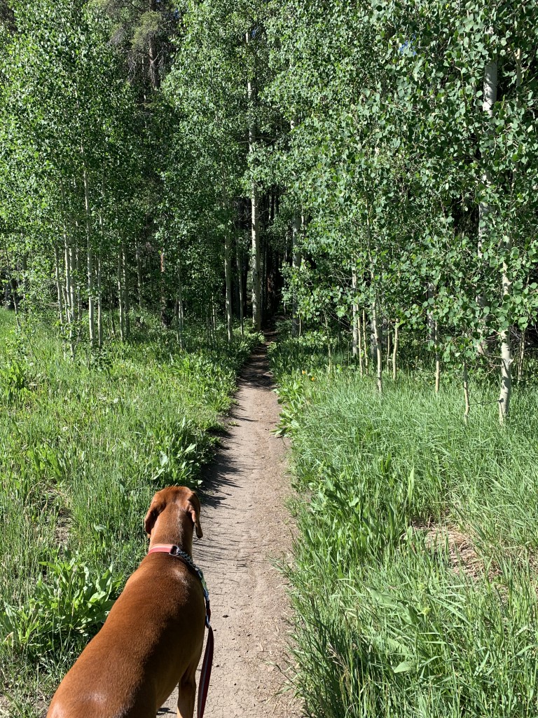 Green Lake Dog Friendly SoCal