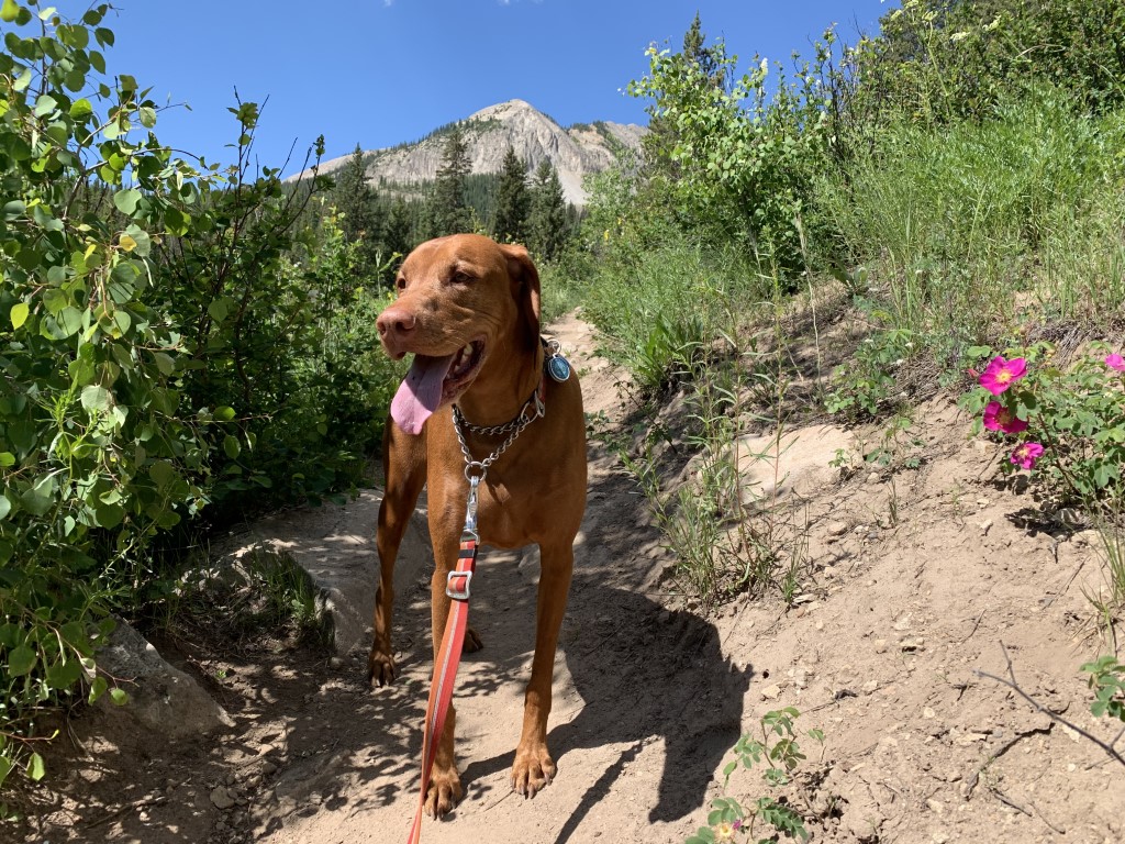 Green Lake Dog Friendly SoCal