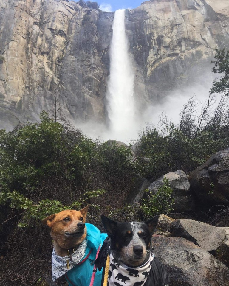 Is Yosemite National Park Dog Friendly