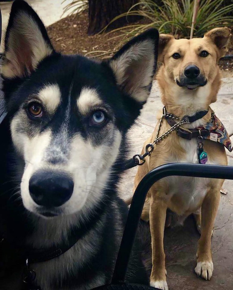 Temecula Wineries Dog Friendly SoCal