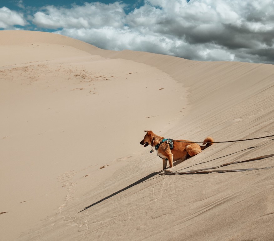 Kelso Dunes Dog Friendly SoCal