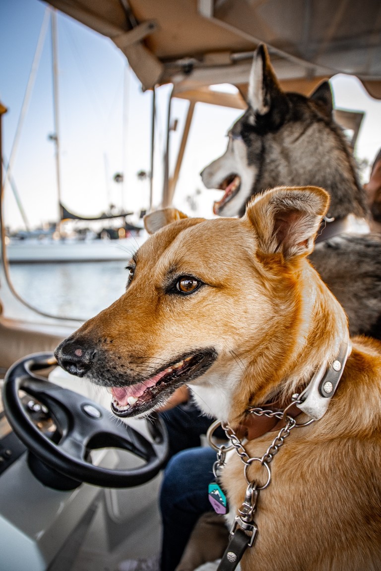 Duffy Boat Cruise Dog Friendly SoCal