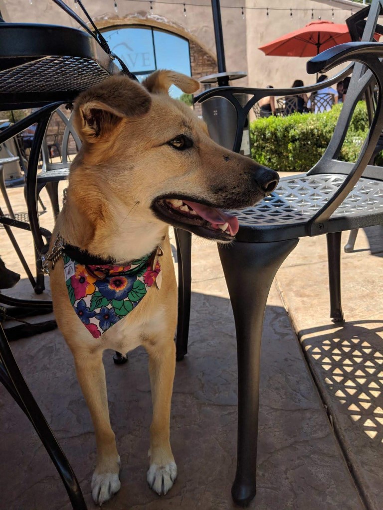 Temecula Wineries Dog Friendly SoCal