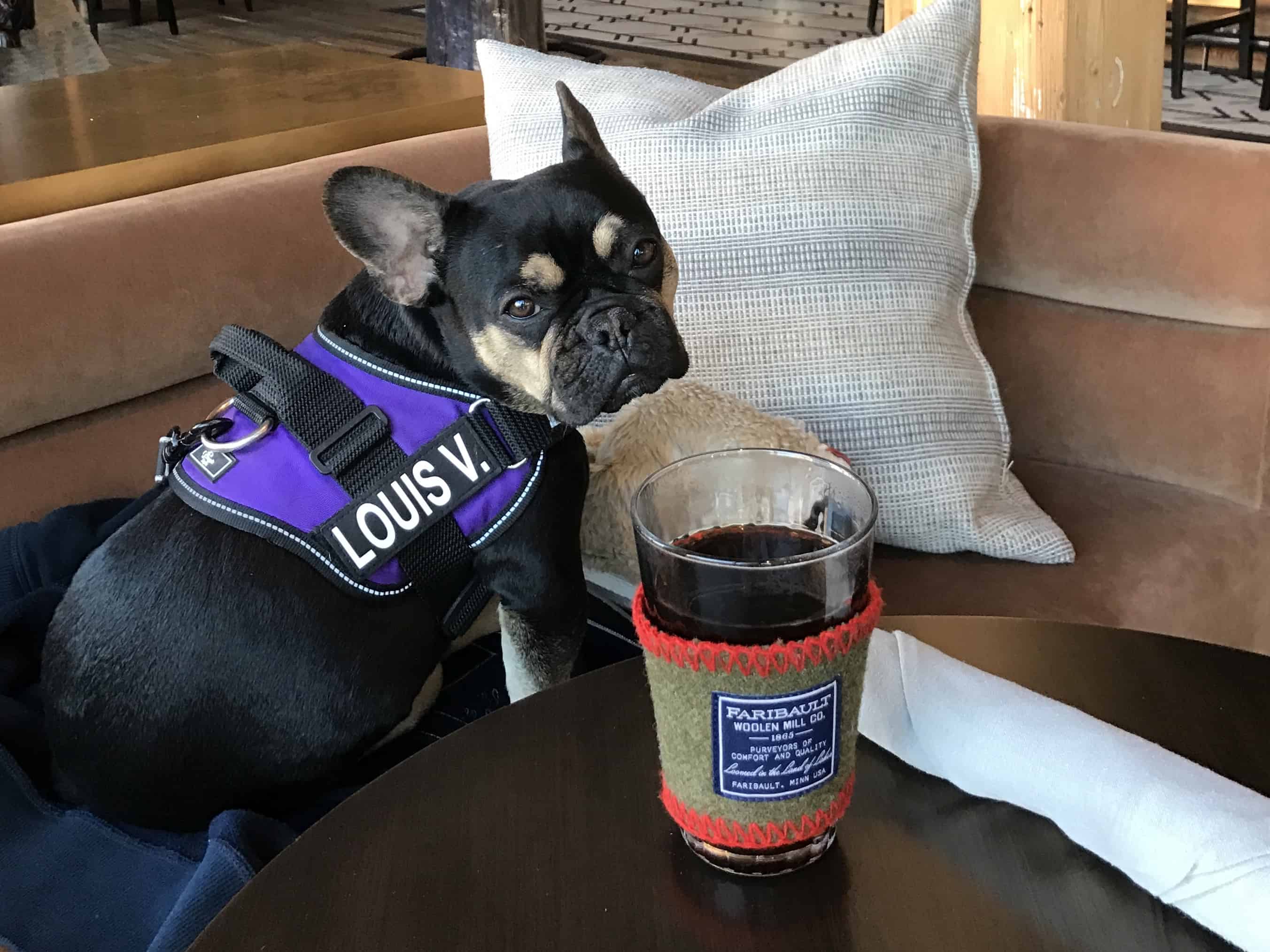 Dog Friendly Minneapolis DOG FRIENDLY TRAVEL