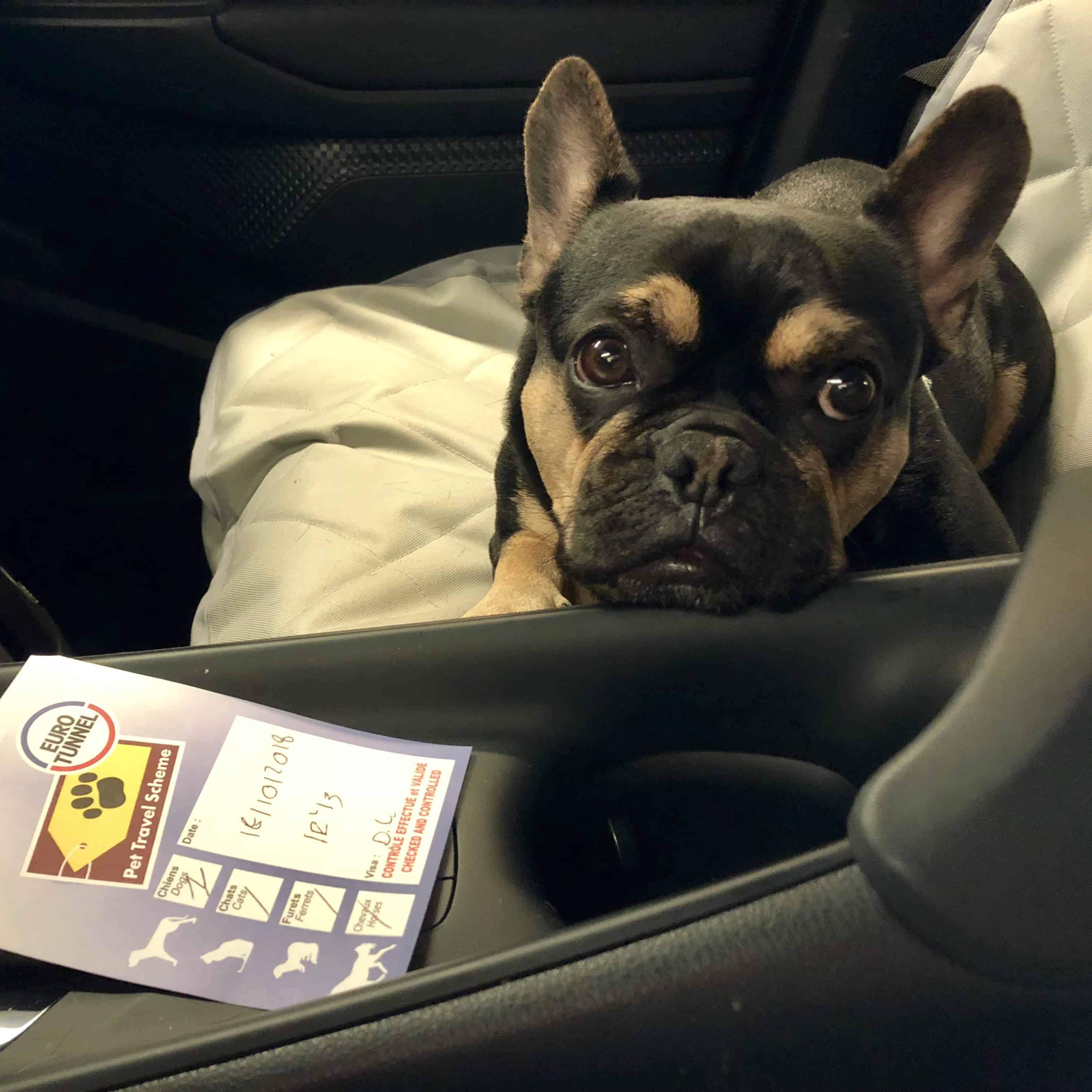 Taking Pets to England on Eurotunnel Le Shuttle Dog