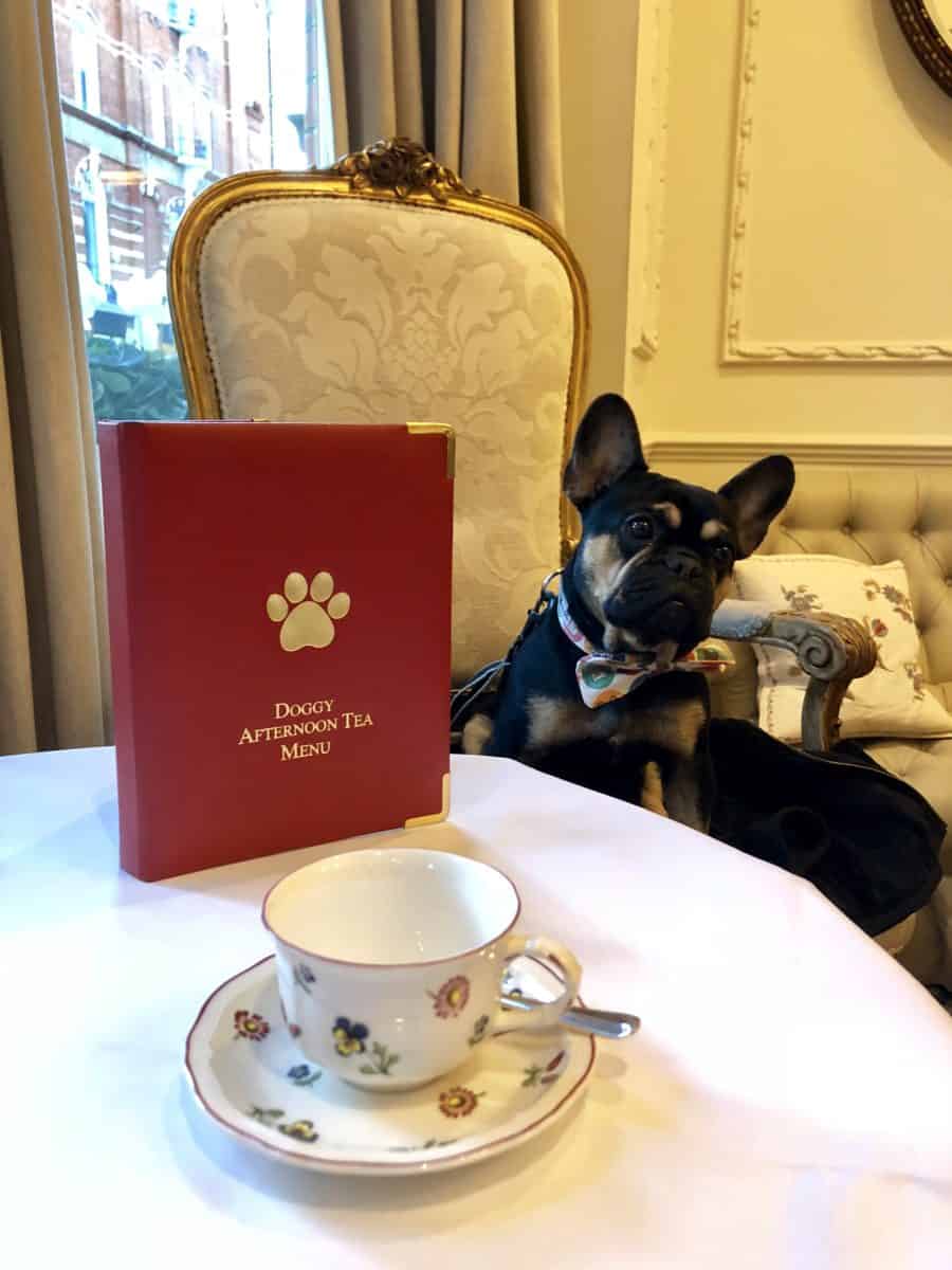 Dog Friendly London Dog Friendly Travel with Louie V.