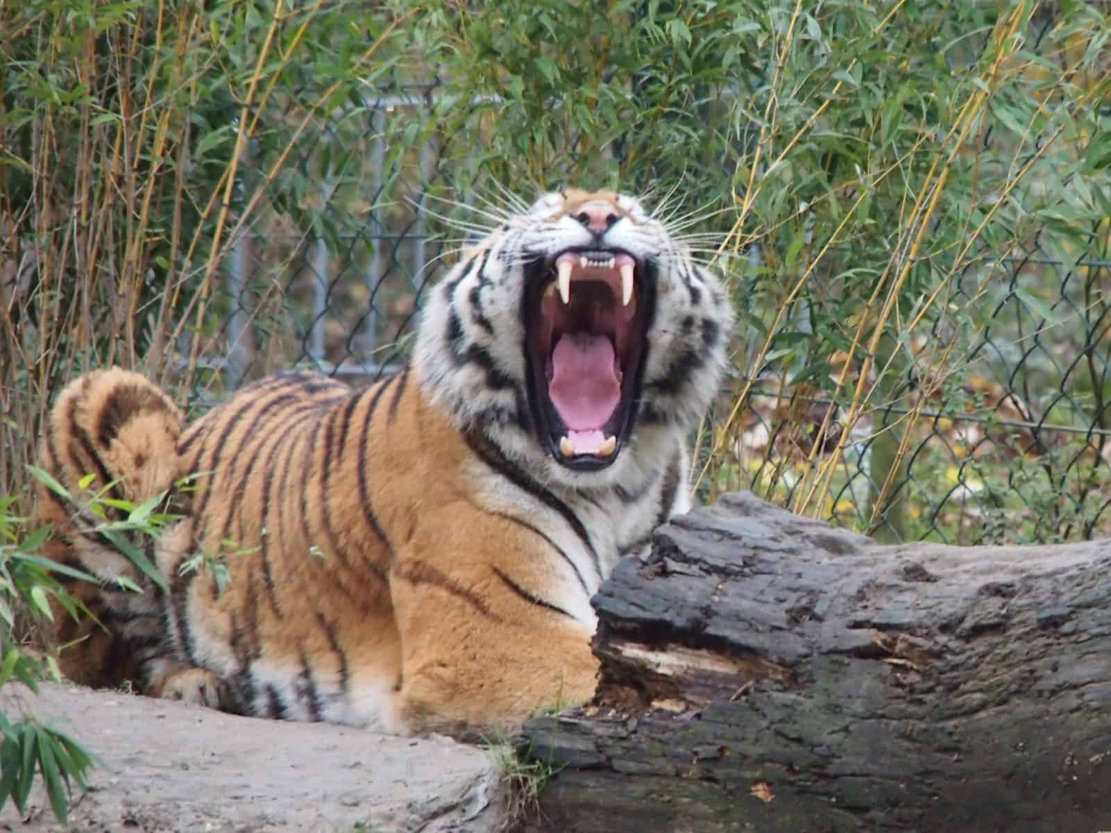 Dog Friendly Zoos DOG FRIENDLY TRAVEL WITH LOUIE V.